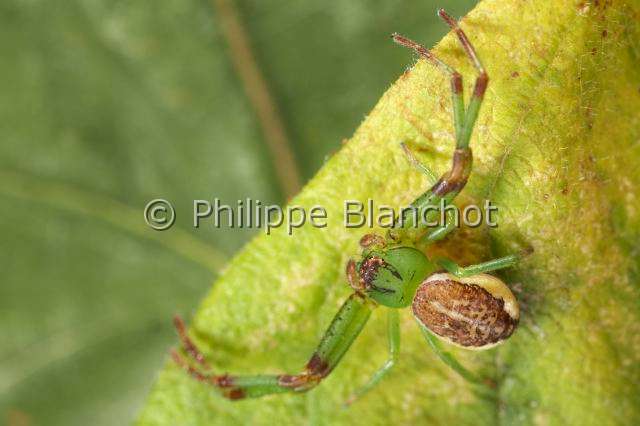 Thomisidae_0425.JPG - France, Araneae, Thomisidae, Araignée-crabe ou Thomise (Diaea dorsata), Crab spider